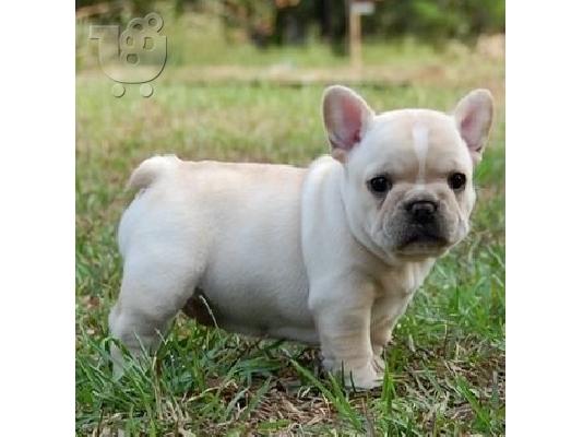 PoulaTo: Sweet French Bulldog Puppies for adoption